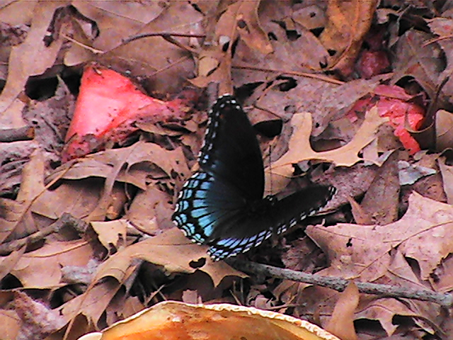 Butterfly - Red-Spotted Purple