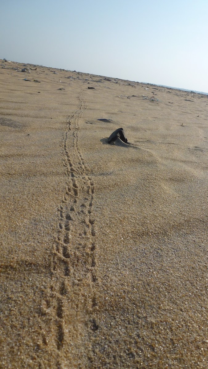 Tracks made by a crab