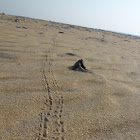 Tracks made by a crab