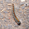 Pacific Tent Caterpillar