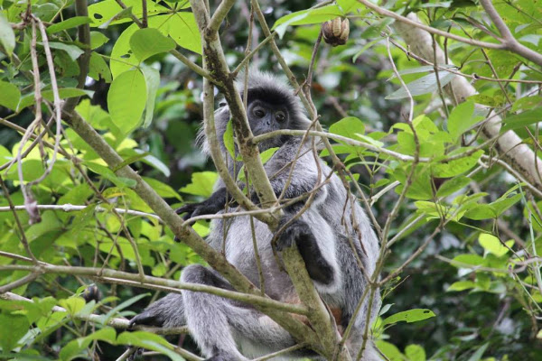 Silver Leaf Monkey | Project Noah