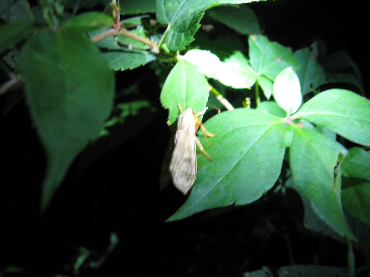 Banded Tussock Moth