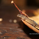 Big-scaled least gecko