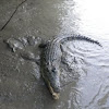 Estuarine (Saltwater) Crocodile