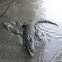 Estuarine (Saltwater) Crocodile