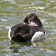 Ring-necked Duck