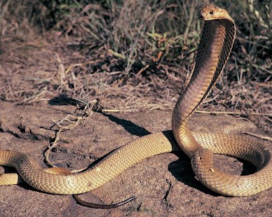 Cobra Wallpapers Screenshots 1