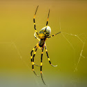Jorō Spider