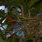 Sri Lanka Blue Magpie / Ceylon Magpie