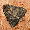 Dusky groundling moth