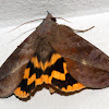 fruit piercing moth