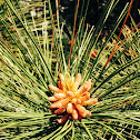 Red Pine