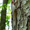 Broadhead Skink