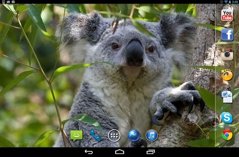 Koala Australian HQ LWP Screenshots 2