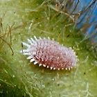 Cotton Mealybug