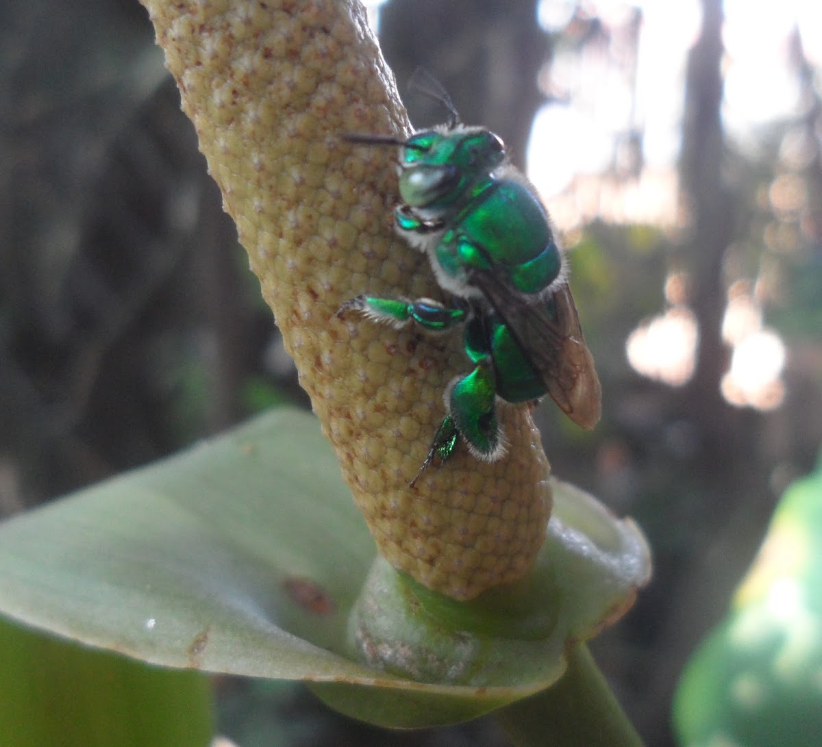 Green orchid bee