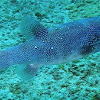Blue-spotted pufferfish
