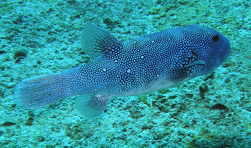 Blue-spotted pufferfish