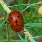 Tortoise Beetle