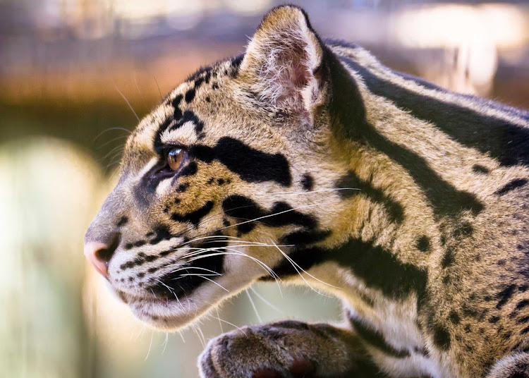 A leopard at the Lowry Park Zoo in Tampa, Florida.