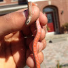 Northern Red-belly Snake