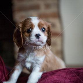 Bertie by Kevin Standage - Animals - Dogs Puppies