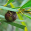 Poecilocryptus wasp (♀)