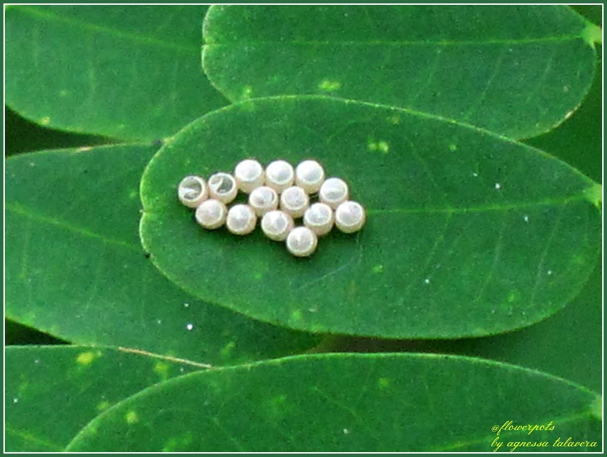 Brown-winged Stink Bug (Eggs)