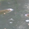 Koi or nishikigoi or brocaded carp