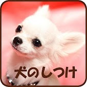 犬のしつけ