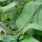 Changeable Lizard