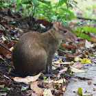 Agouti