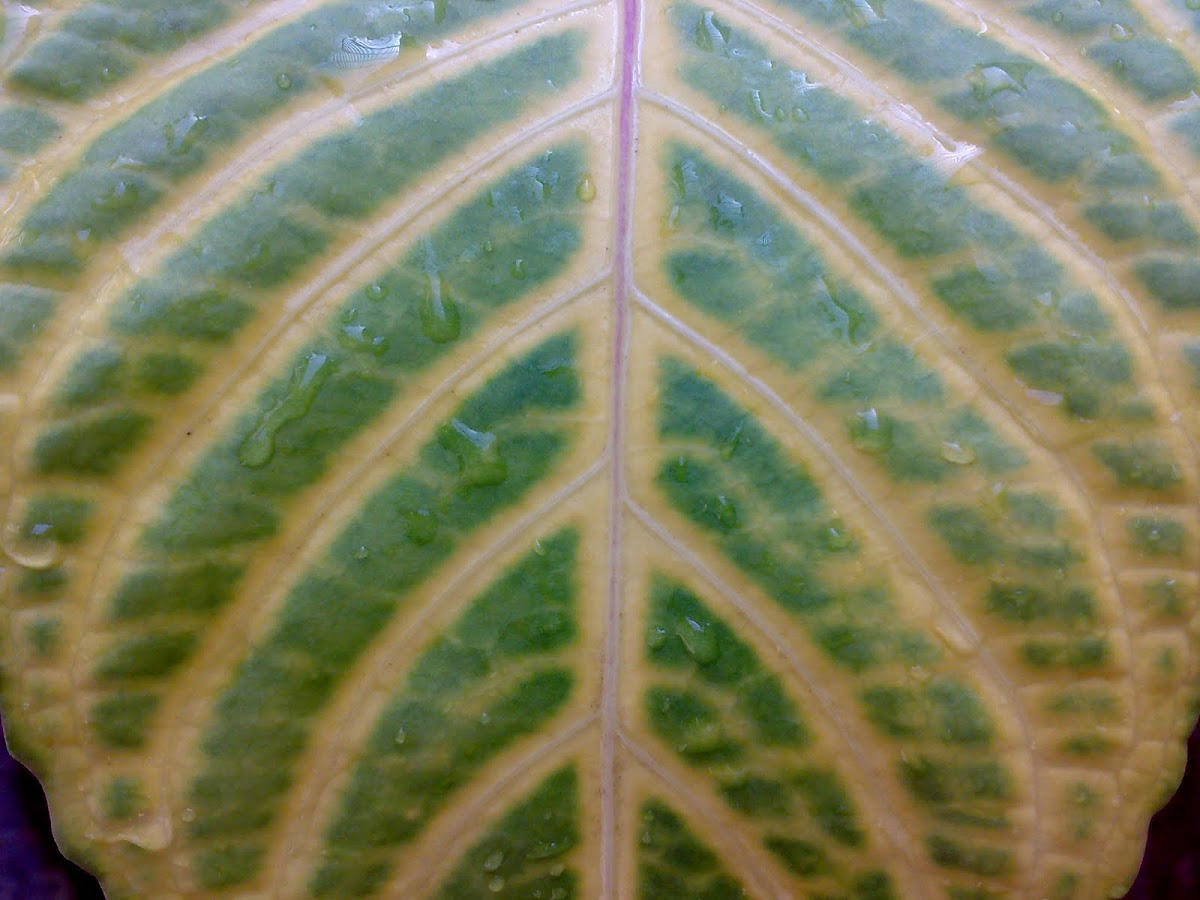 An Unknown Leaf ( एक अज्ञात पत्ता )