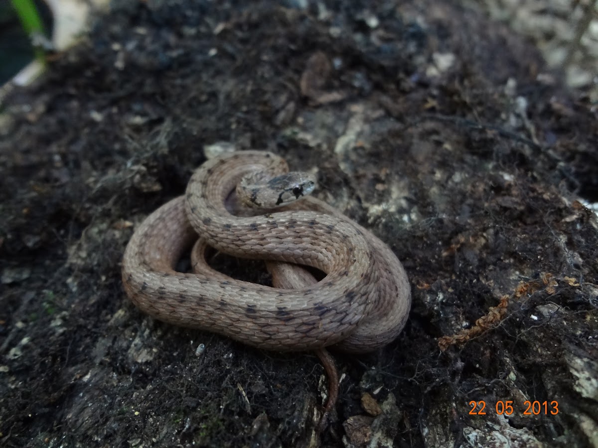 Brown Snake