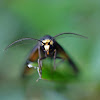 Lydia Lichen Moth