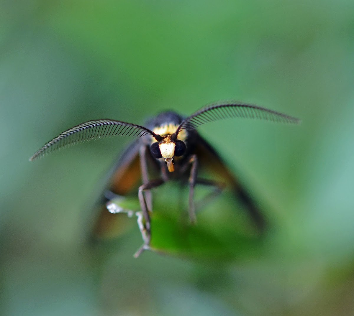 Lydia Lichen Moth