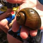 Apple snail