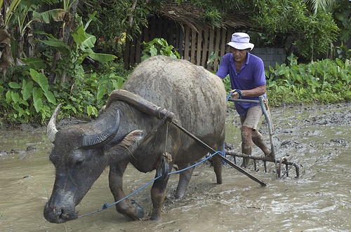 Philippine Carabao