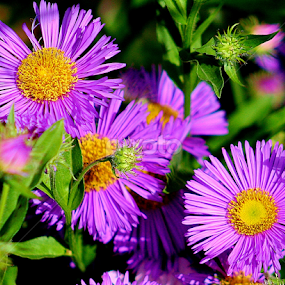 Wild Asters by Sherri Woodbridge - Flowers Flowers in the Wild
