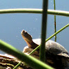 Western Pond Turtle( Smiling)