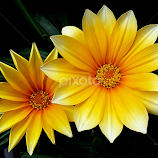 by Biljana Nikolic -  