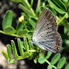 Eastern-Tailed Blue
