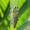 jewel beetle, metallic wood-boring beetle