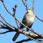 Northern Mockingbird