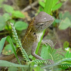 Common Oriental Garden Lizard