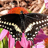 (Eastern) Black Swallowtail Butterfly