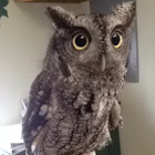Eastern screech owl, gray phase