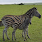 Zebra - Mother & Calf
