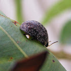 Gum Nut Leaf Beetle