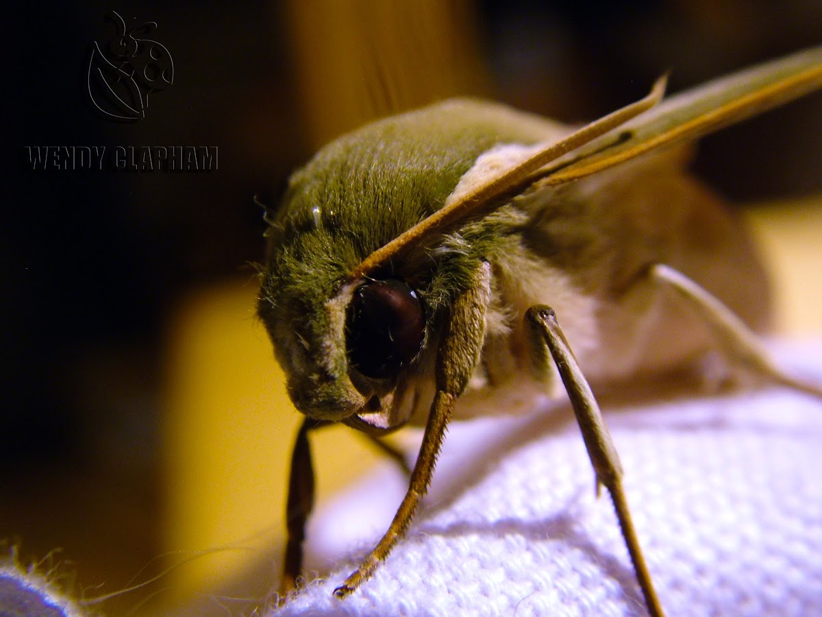 Cape Hawk Moth